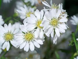 schließen oben von Weiß Margerite Blume. foto