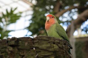 Lovebird thront auf ein Log im ein bewaldet Umgebung foto