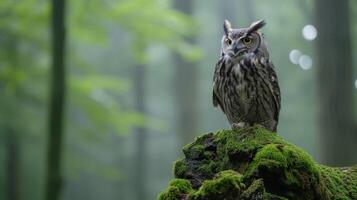 ai generiert ein weise alt Eule thront auf ein moosbedeckt Baum Ast im ein neblig Wald foto