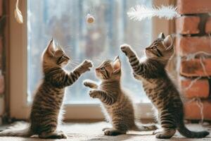 ai generiert spielerisch Kätzchen Pfoten beim ein Feder Spielzeug, ihr flauschige Schwänze gehaltenen hoch im Aufregung foto