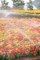 Sprinklerkopf, der die Blume gießt foto