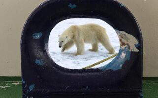 wandernd Polar- tragen, ursus Maritimus, gesehen durch ein Öffnung im Schiff Deck, Spitzbergen Archipel, Norwegen foto