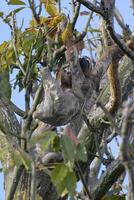 braun Kehle drei toed Faultier, Bradypus Variegatus, im ein Baum mit jugendlich, Amazonas Becken, Brasilien foto