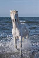 Camargue Pferd Laufen im das Wasser, buchen du Rhone, Frankreich foto