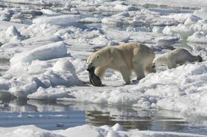 weiblich Polar- tragen, ursus Maritimus, Schleppen ein klingelte Siegel, pusa Hispida oder phoca Hispida, und begleitet durch einer Jungtier, Spitzbergen Archipel, Barents Meer, Norwegen foto