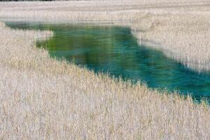 Schilf See, jiuzhaigou National Park, Sichuan Provinz, China, UNESCO Welt Erbe Seite? ˅ foto