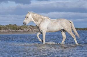 Camargue Pferd Hengst, buchen du Rhone, Frankreich foto