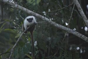 Brasilianer nackt konfrontiert Tamarin, Saguinus zweifarbig, Amazonas Becken, Brasilien foto