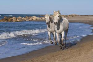 Camargue Pferde Laufen auf das Strand, buchen du Rhone, Frankreich foto