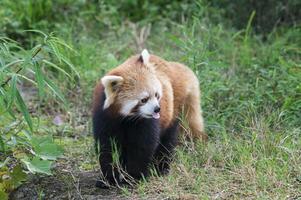 rot Panda, Ailurus Fulgens, Sichuan Provinz, China foto