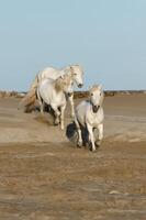 Camargue Pferde Laufen auf das Strand, buchen du Rhone, Frankreich foto