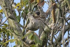 braun Kehle drei toed Faultier, Bradypus Variegatus, im ein Baum, Amazonas Becken, Brasilien foto