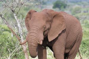 afrikanisch Busch Elefant, loxodonta Africana, bedeckt mit rot Boden Gehen im das Savanne, kwazulu Natal Provinz, Süd Afrika foto