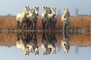 Camargue Pferde im das Sumpf, Camargue, buchen du Rhone, Frankreich foto