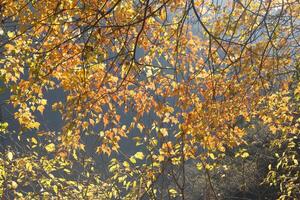 Pfeil Bambus See, Herbst Blätter, jiuzhaigou National Park, Sichuan Provinz, China, UNESCO Welt Erbe Seite? ˅ foto