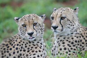 zwei jung Süd-Ost afrikanisch Geparden, Acinonyx jubatus jubatus, Verlegung im Gras, kwazulu Natal Provinz, Süd Afrika foto