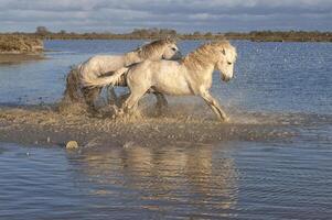 Camargue Pferde Hengste Kampf im das Wasser, buchen du Rhone, Frankreich foto