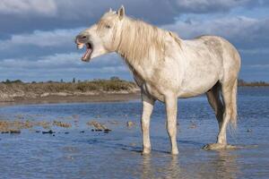 Camargue Pferd Hengst, buchen du Rhone, Frankreich foto