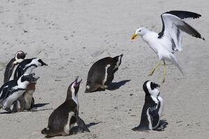 afrikanisch Pinguine, spheniscus demersus, angegriffen durch ein Seetang Möwe, Larus Dominikaner, beim Felsbrocken s Strand, Kap Stadt, Süd Afrika foto