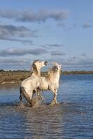 Camargue Pferde Hengste Kampf im das Wasser, buchen du Rhone, Frankreich foto