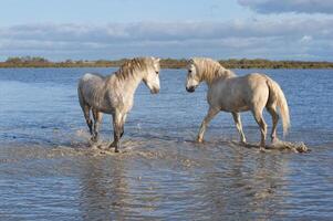 Camargue Pferde Hengste Kampf im das Wasser, buchen du Rhone, Frankreich foto