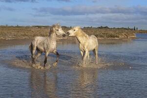 Camargue Pferde Hengste Kampf im das Wasser, buchen du Rhone, Frankreich foto