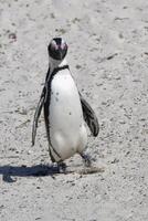 afrikanisch Pinguine, spheniscus demersus, beim Felsbrocken Strand, Kap Stadt, Süd Afrika foto