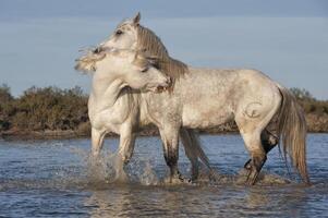 Camargue Pferde Hengste Kampf im das Wasser, buchen du Rhone, Frankreich foto