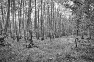 Aussicht in ein laubabwerfend Wald mit grasbewachsen Wald Fußboden im schwarz und Weiß foto