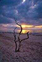 Sonnenuntergang auf das Strand von das baltisch Meer. Liebe Baum, Strauch im das Sand auf das Westen Strand foto