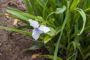 schließen oben von ein Weiß Witwen Tränen blühen im das Garten foto