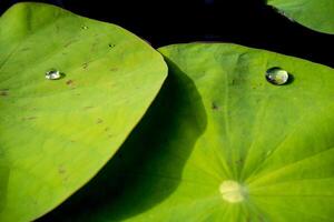 Wassertau auf Lotusblatt foto