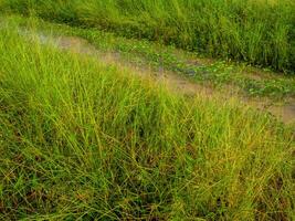 wild Gras und Morgen Ruhm im das Kanal foto
