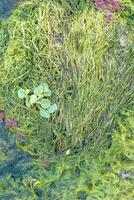 natürlich Textur im Natur mit natürlich Pflanze Oberfläche von Sumpf Gras und Spirulina. foto