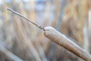 Hintergrund Gras Pflanze Schilf im das wild foto