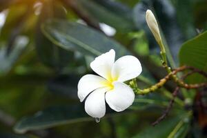 Plumeria, weiß. allgemein bekannt als Plumeria, Frangipani, Tempelbaum. Die Blüten duften und sind Heilkräuter, die in Kombination mit Betelnuss verwendet werden. es wird als Mittel gegen Fieber und Malaria verwendet. foto