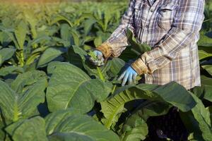Tabak Bauern sind neigen das produzieren im ihr Tabak Felder. Tabak Blätter enthalten Nikotin, damit Sie sind benutzt zu machen Tabak. scharf Drogen und verwenden von Zigaretten. Sanft und selektiv Fokus. foto