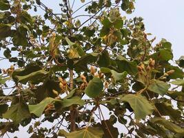 das Blätter von das Baum sind öffnen und haben viele Blätter foto