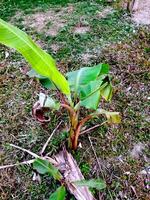 ein Banane Baum mit ein Bündel von Bananen wachsend auf es foto