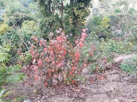 ein Pflanze mit rot Blätter im das Mitte von ein Wald foto