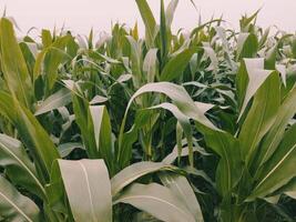 ein Feld von Mais ist wachsend im das Mitte von ein Feld foto