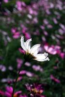 Rosa und Weiß Blumen im ein draussen Handlung foto