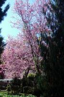 Garten mit groß Bäume und Rosa Blumen foto