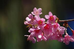 phaya vers Krone Blume ein Nahansicht von ein Rosa Blume mit ein geschmolzen Hintergrund foto