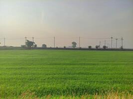 üppig Grün Reis Feld mit Leistung Linien foto