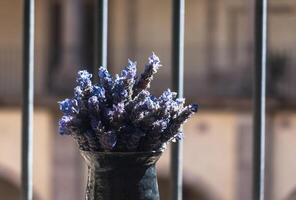 Lavandula spica Pflanze im rustikal Topf im Mexiko mit Raum zum Text foto