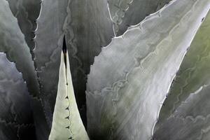 Hintergrund Textur, Nahansicht Agave Americana Salmiana Kaktus abstrakt natürlich Muster foto