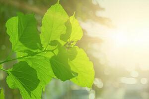 Grün Blätter Baum Pflanze Blatt gegen Sonne Licht zum Sauerstoff Kohlenstoff Dioxid absorbiert im Photosynthese Prozess foto