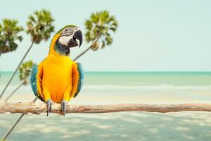 Ara Papagei Vogel Lächeln exotisch Tier Fang auf Holz gegen Meer Strand tropisch Sommer- mit Kopieren Raum zum Reise Werbung Banner Hintergrund foto