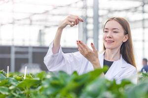 Wissenschaftler Arbeiten im organisch Landwirtschaft Bauernhof Forschung Neu chemisch Formel Extrakt von Pflanze zum medizinisch Konzept. foto